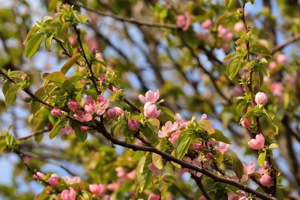 Chinese Quince Tree Seeds - 20 Seeds, Edible Fruit, Pink Flowers - Image 10