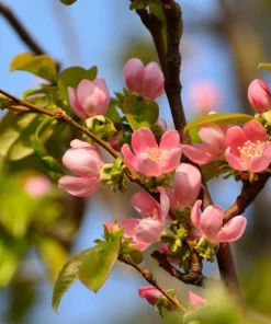 Chinese Quince Tree Seeds - 20 Seeds, Edible Fruit, Pink Flowers - Image 11