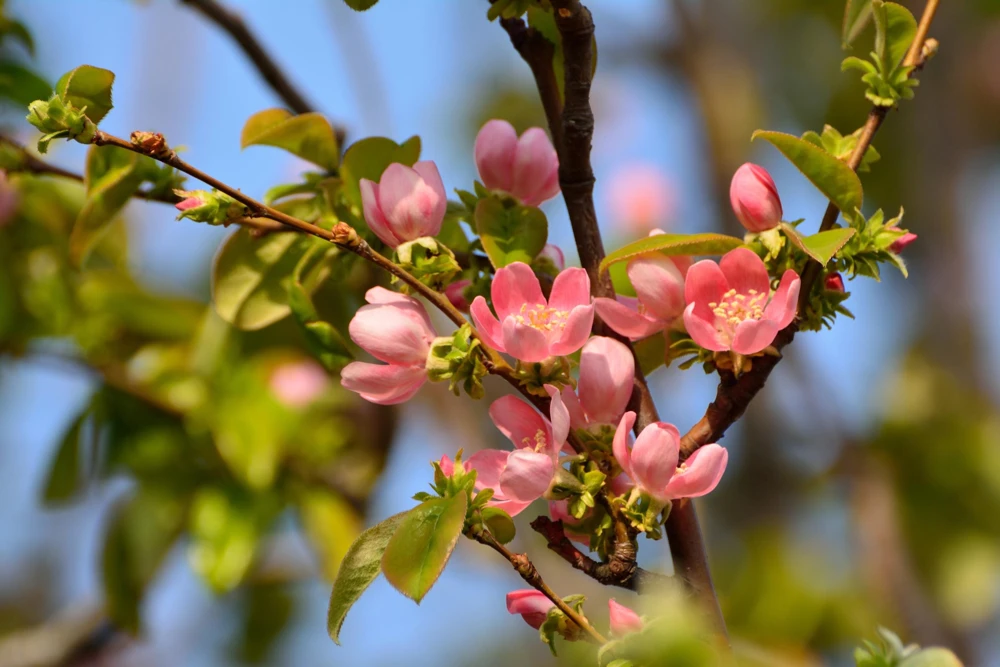 Chinese Quince Tree Seeds - 20 Seeds, Edible Fruit, Pink Flowers - Image 11
