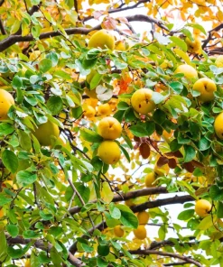 Chinese Quince Tree Seeds - 20 Seeds, Edible Fruit, Pink Flowers - Image 2