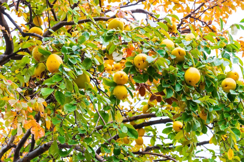 Chinese Quince Tree Seeds - 20 Seeds, Edible Fruit, Pink Flowers - Image 2