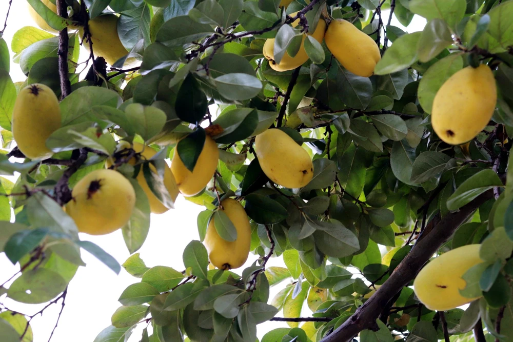 Chinese Quince Tree Seeds - 20 Seeds, Edible Fruit, Pink Flowers - Image 3