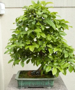 Chinese Quince Tree Seeds - 20 Seeds, Edible Fruit, Pink Flowers - Image 6