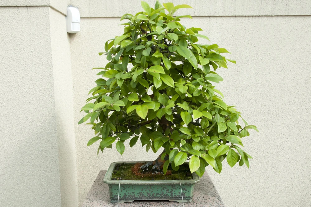 Chinese Quince Tree Seeds - 20 Seeds, Edible Fruit, Pink Flowers - Image 6