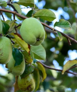 Chinese Quince Tree Seeds - 20 Seeds, Edible Fruit, Pink Flowers - Image 8