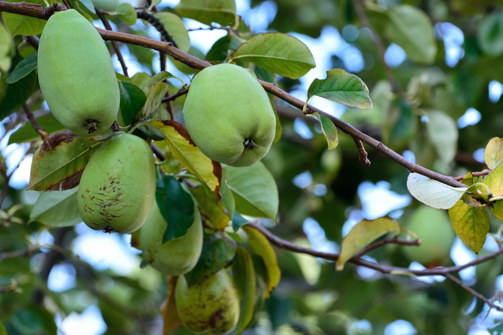 Chinese Quince Tree Seeds - 20 Seeds, Edible Fruit, Pink Flowers - Image 8