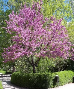 Chinese Redbud Tree Seeds (Cercis chinensis) - 50 Seeds Pack - Outdoor - Image 2