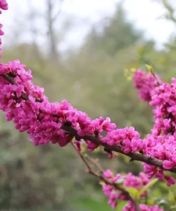 Chinese Redbud Tree Seeds (Cercis chinensis) - 50 Seeds Pack - Outdoor - Image 3