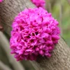 Chinese Redbud Tree Seeds (Cercis chinensis) - 50 Seeds Pack - Outdoor - Image 1