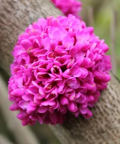 Chinese Redbud Tree Seeds (Cercis chinensis) - 50 Seeds Pack - Outdoor - Image 1