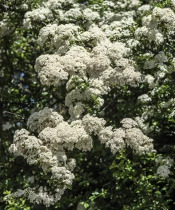Chinese Spirea Seeds - 50 White Spiraea Chinensis Meadowsweet Flower Bush Shrub Seeds - Image 10