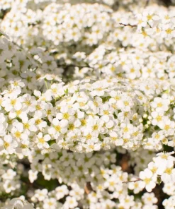 Chinese Spirea Seeds - 50 White Spiraea Chinensis Meadowsweet Flower Bush Shrub Seeds - Image 2