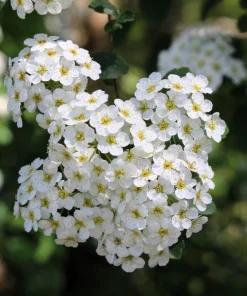 Chinese Spirea Seeds - 50 White Spiraea Chinensis Meadowsweet Flower Bush Shrub Seeds - Image 3