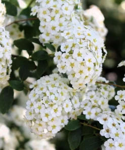 Chinese Spirea Seeds - 50 White Spiraea Chinensis Meadowsweet Flower Bush Shrub Seeds - Image 4