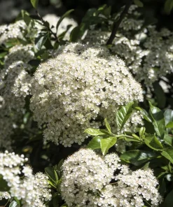 Chinese Spirea Seeds - 50 White Spiraea Chinensis Meadowsweet Flower Bush Shrub Seeds - Image 5