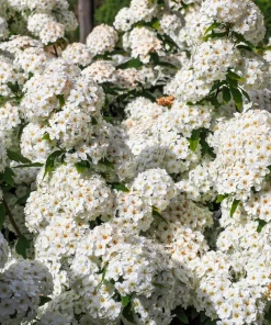 Chinese Spirea Seeds - 50 White Spiraea Chinensis Meadowsweet Flower Bush Shrub Seeds - Image 6