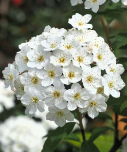 Chinese Spirea Seeds - 50 White Spiraea Chinensis Meadowsweet Flower Bush Shrub Seeds - Image 7