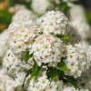 Chinese Spirea Seeds - 50 White Spiraea Chinensis Meadowsweet Flower Bush Shrub Seeds - Image 1