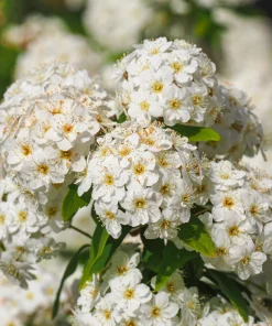 Chinese Spirea Seeds - 50 White Spiraea Chinensis Meadowsweet Flower Bush Shrub Seeds - Image 1