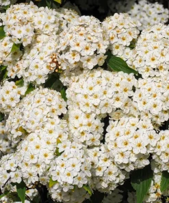 Chinese Spirea Seeds - 50 White Spiraea Chinensis Meadowsweet Flower Bush Shrub Seeds - Image 8