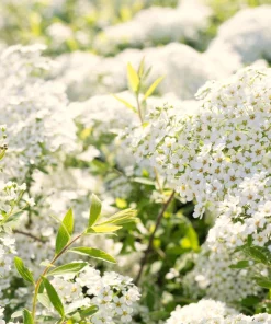 Chinese Spirea Seeds - 50 White Spiraea Chinensis Meadowsweet Flower Bush Shrub Seeds - Image 9