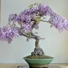 Chinese Wisteria Bonsai Tree Seeds - 10 Rare Flowering Purple Seeds - Image 1