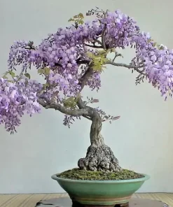 Chinese Wisteria Bonsai Tree Seeds - 10 Rare Flowering Purple Seeds - Image 1