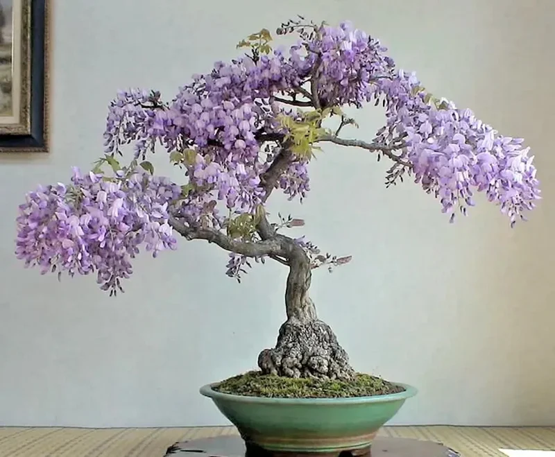 Chinese Wisteria Bonsai Tree Seeds - 10 Rare Flowering Purple Seeds - Image 1