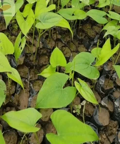 Chinese Yam Cinnamon Vine (Dioscorea Opposita) Live Plants - 3 Pack, Climbing - Image 10