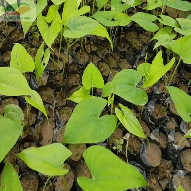 Chinese Yam Cinnamon Vine (Dioscorea Opposita) Live Plants - 3 Pack, Climbing - Image 10