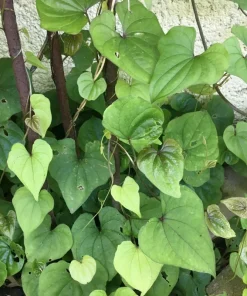 Chinese Yam Cinnamon Vine (Dioscorea Opposita) Live Plants - 3 Pack, Climbing - Image 11
