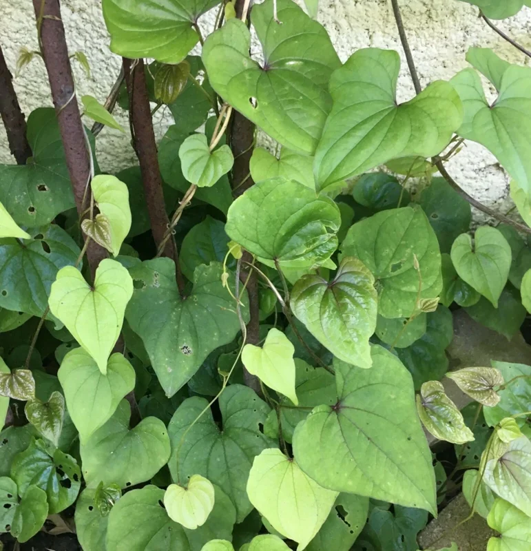 Chinese Yam Cinnamon Vine (Dioscorea Opposita) Live Plants - 3 Pack, Climbing - Image 11