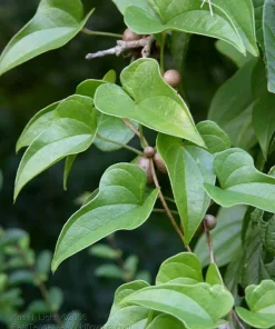 Chinese Yam Cinnamon Vine (Dioscorea Opposita) Live Plants - 3 Pack, Climbing - Image 2