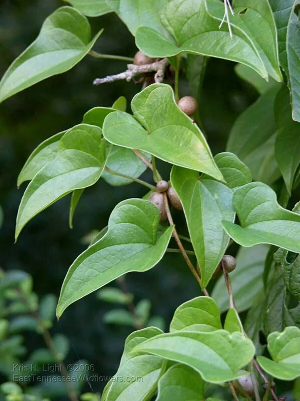 Chinese Yam Cinnamon Vine (Dioscorea Opposita) Live Plants - 3 Pack, Climbing - Image 2