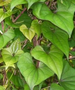 Chinese Yam Cinnamon Vine (Dioscorea Opposita) Live Plants - 3 Pack, Climbing - Image 4