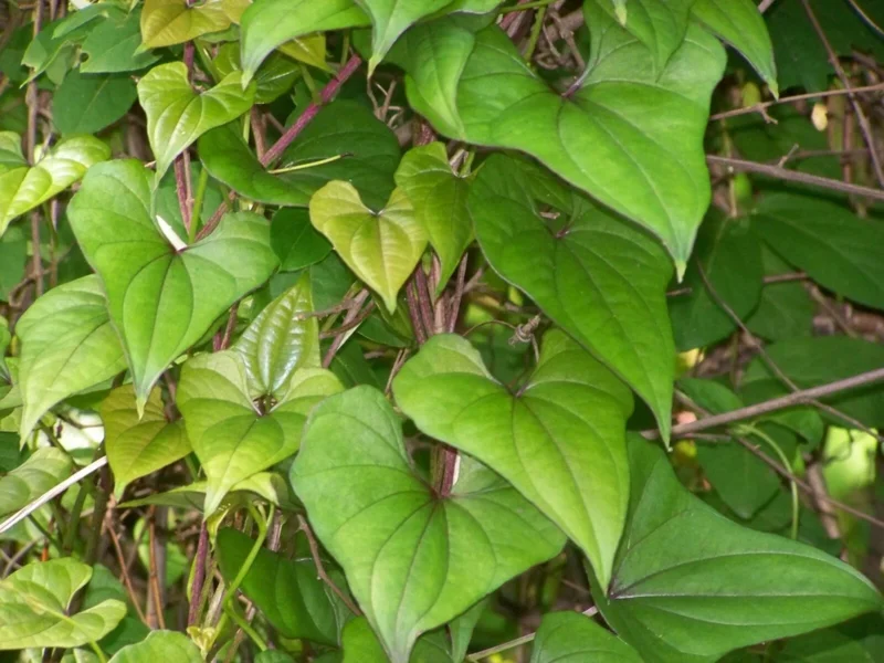 Chinese Yam Cinnamon Vine (Dioscorea Opposita) Live Plants - 3 Pack, Climbing - Image 4