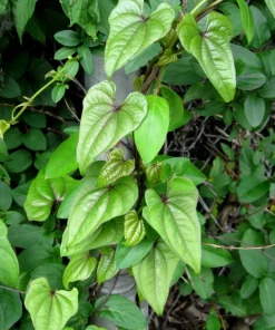 Chinese Yam Cinnamon Vine (Dioscorea Opposita) Live Plants - 3 Pack, Climbing - Image 5
