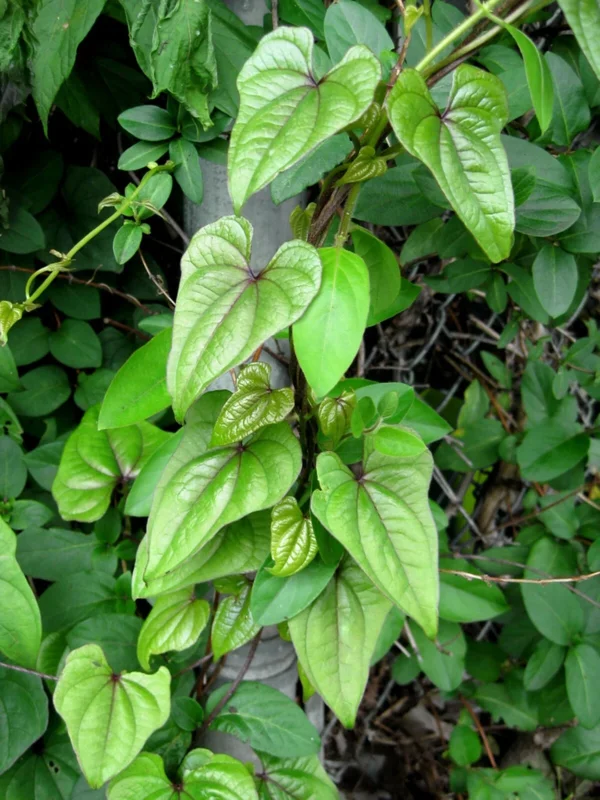 Chinese Yam Cinnamon Vine (Dioscorea Opposita) Live Plants - 3 Pack, Climbing - Image 5