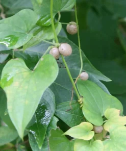 Chinese Yam Cinnamon Vine (Dioscorea Opposita) Live Plants - 3 Pack, Climbing - Image 6