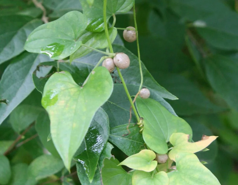 Chinese Yam Cinnamon Vine (Dioscorea Opposita) Live Plants - 3 Pack, Climbing - Image 6