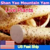 Chinese Yam Cinnamon Vine (Dioscorea Opposita) Live Plants - 3 Pack, Climbing - Image 1