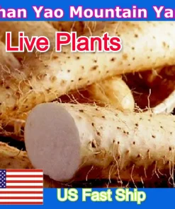 Chinese Yam Cinnamon Vine (Dioscorea Opposita) Live Plants - 3 Pack, Climbing - Image 1