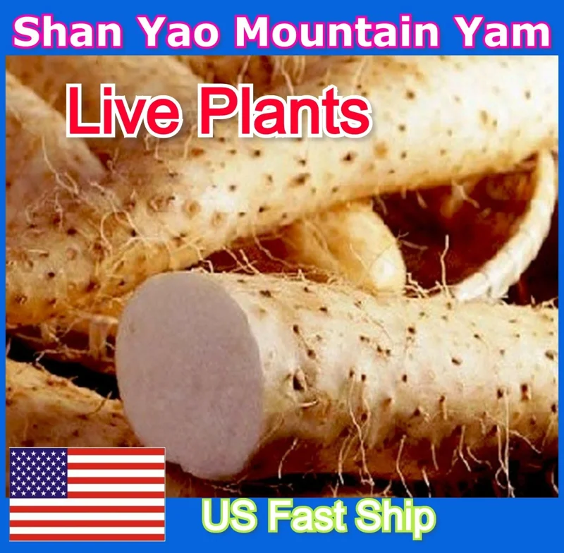 Chinese Yam Cinnamon Vine (Dioscorea Opposita) Live Plants - 3 Pack, Climbing - Image 1