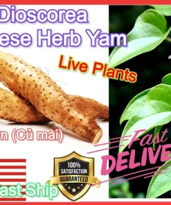 Chinese Yam Cinnamon Vine (Dioscorea Opposita) Live Plants - 3 Pack, Climbing - Image 8