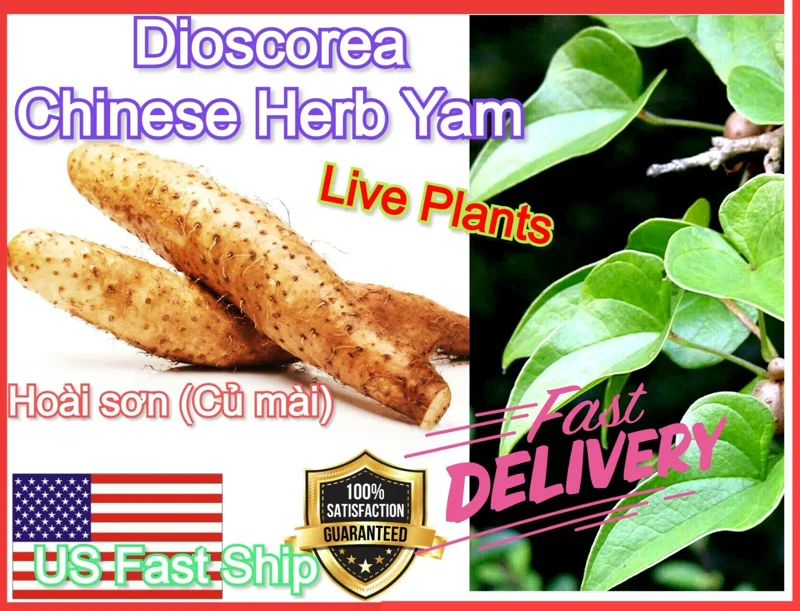 Chinese Yam Cinnamon Vine (Dioscorea Opposita) Live Plants - 3 Pack, Climbing - Image 8