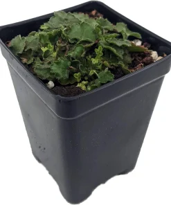 Chiquita Miniature Coral Bells - Heuchera Live Plant - 2.5