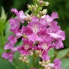 Chitalpa El Nino Desert Orchid Live Plant – 4 inch Pot – Outdoor Shrub - Image 1