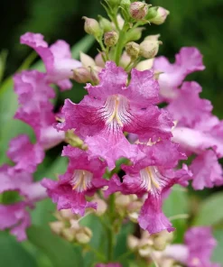 Chitalpa El Nino Desert Orchid Live Plant – 4 inch Pot – Outdoor Shrub - Image 1