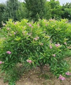 Chitalpa El Nino Desert Orchid Live Plant – 4 inch Pot – Outdoor Shrub - Image 2