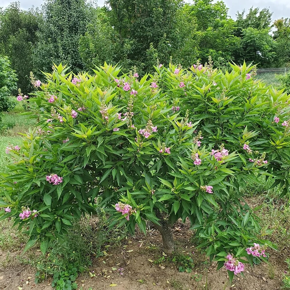 Chitalpa El Nino Desert Orchid Live Plant – 4 inch Pot – Outdoor Shrub - Image 2